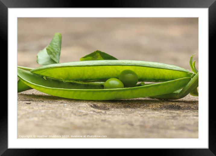 We're Two Peas In A Pod! Framed Mounted Print by Heather Sheldrick