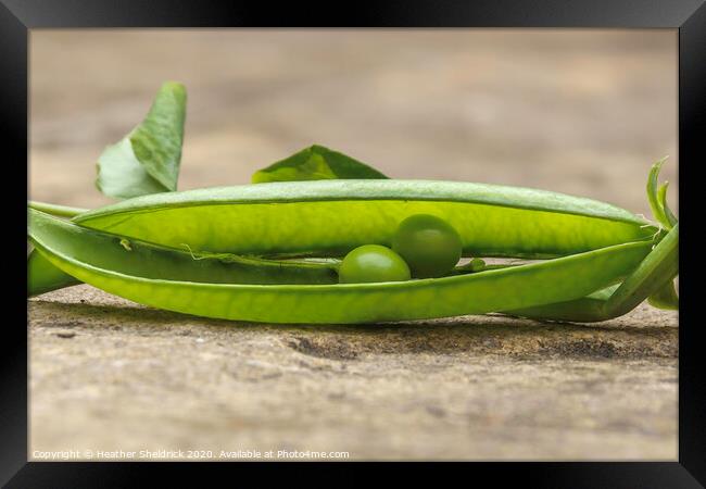 We're Two Peas In A Pod! Framed Print by Heather Sheldrick