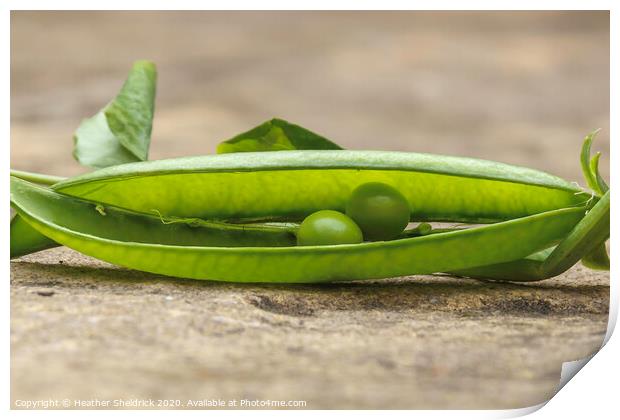 We're Two Peas In A Pod! Print by Heather Sheldrick