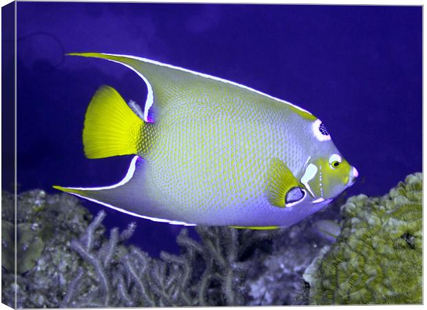 Queen Angel fish From Side Canvas Print by Serena Bowles