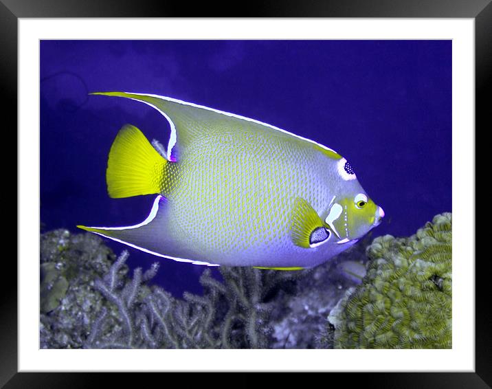 Queen Angel fish From Side Framed Mounted Print by Serena Bowles