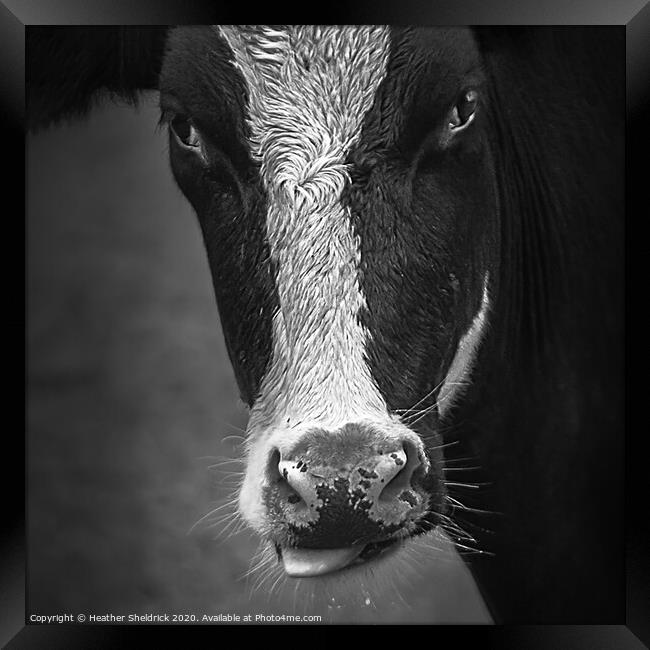Cheeky Cow Framed Print by Heather Sheldrick