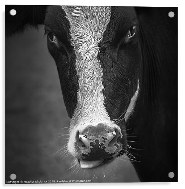 Cheeky Cow Acrylic by Heather Sheldrick