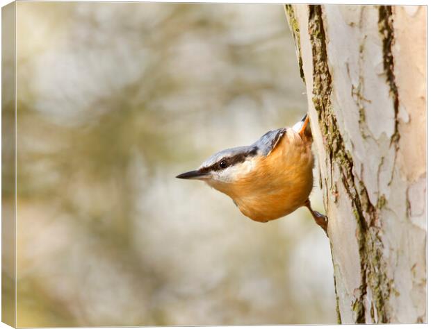 The Nuthatch Canvas Print by Mick Vogel