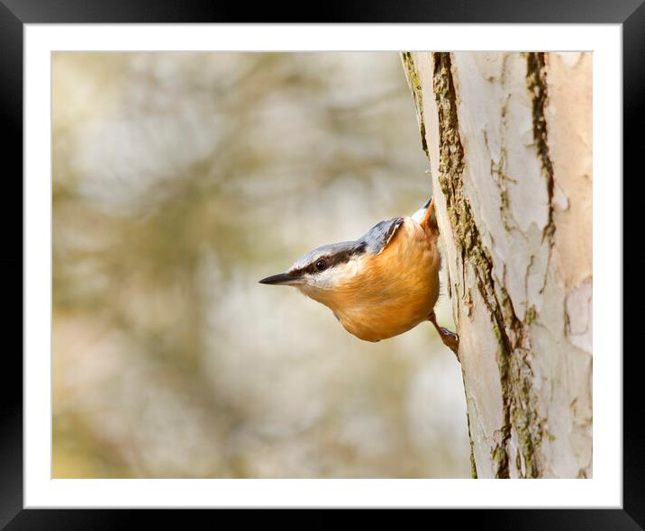 The Nuthatch Framed Mounted Print by Mick Vogel