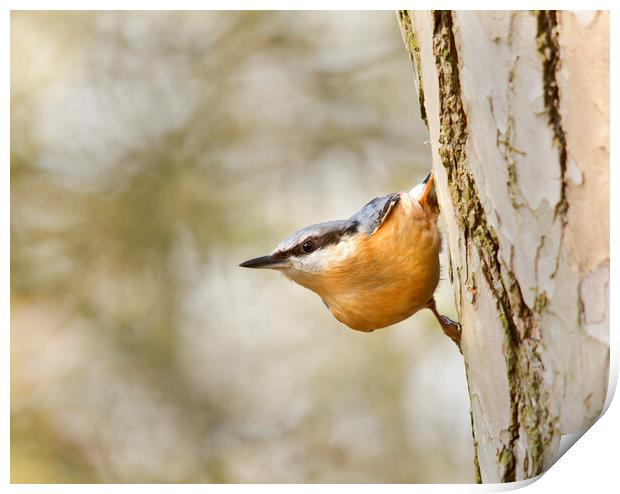 The Nuthatch Print by Mick Vogel