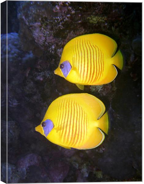 Pair of Yellow Butterflyfish Canvas Print by Serena Bowles