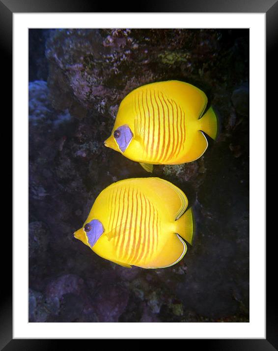 Pair of Yellow Butterflyfish Framed Mounted Print by Serena Bowles
