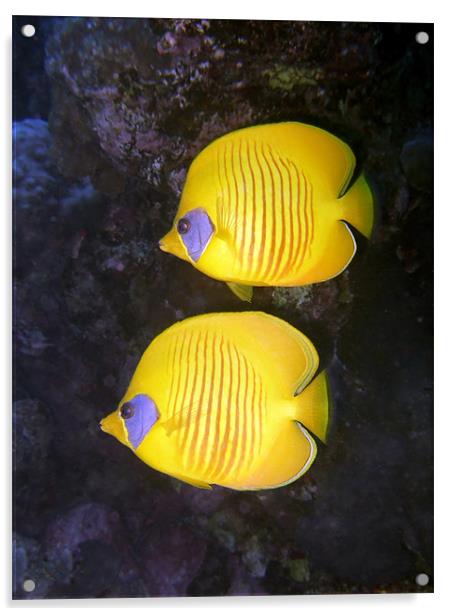Pair of Yellow Butterflyfish Acrylic by Serena Bowles