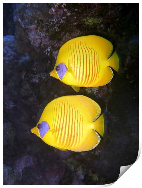 Pair of Yellow Butterflyfish Print by Serena Bowles