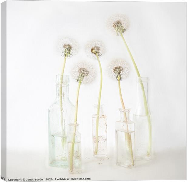 Five Dandelions Canvas Print by Janet Burdon