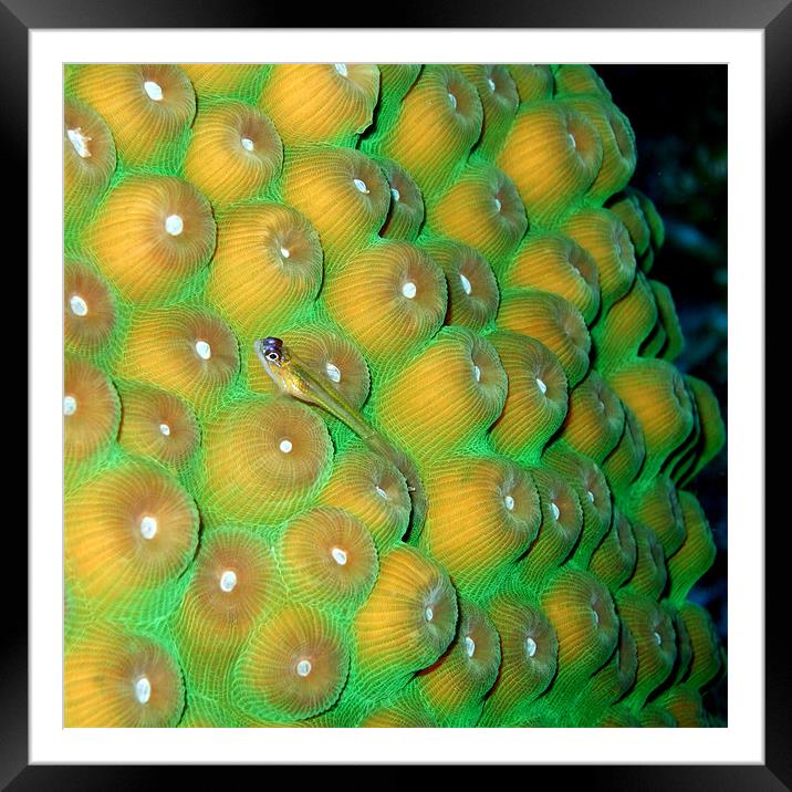 Small Wrasse Fish on Hard Coral Framed Mounted Print by Serena Bowles