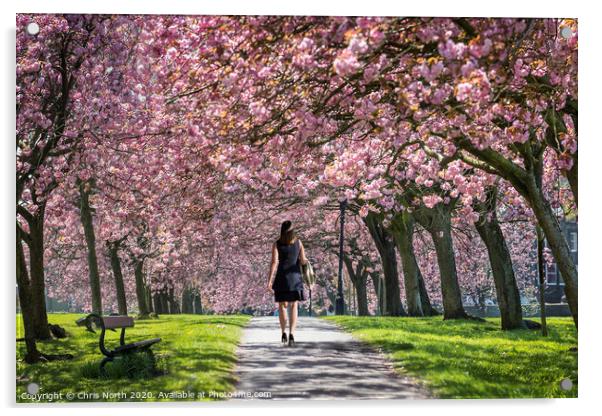 Harrogate Blossom. Acrylic by Chris North