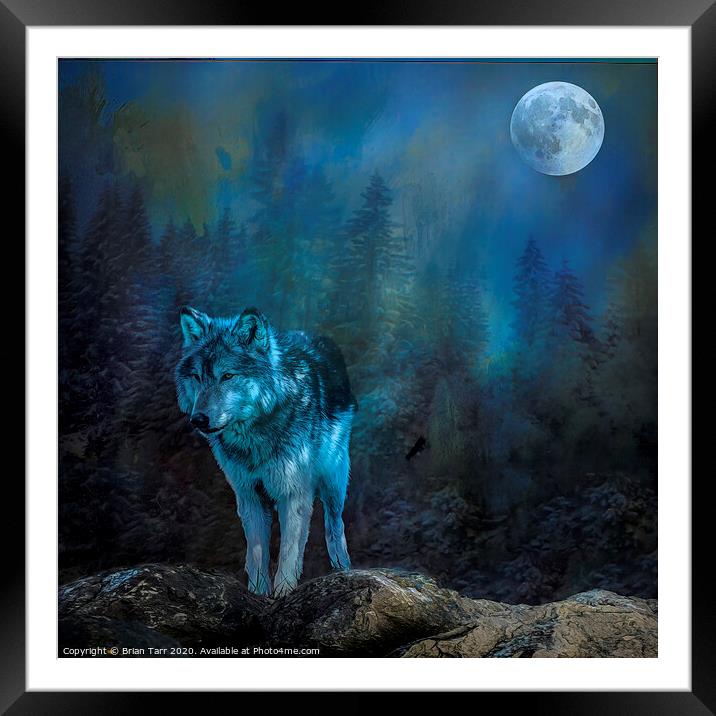 Lone wolf moon Framed Mounted Print by Brian Tarr