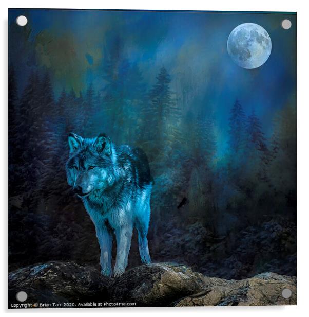 Lone wolf moon Acrylic by Brian Tarr