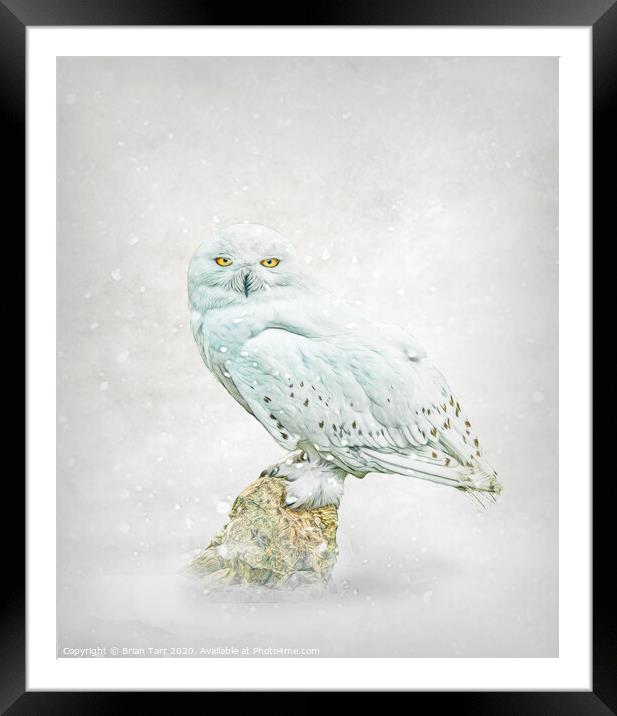 Snowy owl in snow. Framed Mounted Print by Brian Tarr
