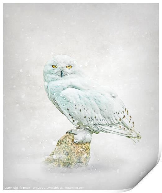 Snowy owl in snow. Print by Brian Tarr