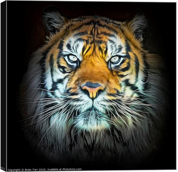 Tiger Portrait  Canvas Print by Brian Tarr