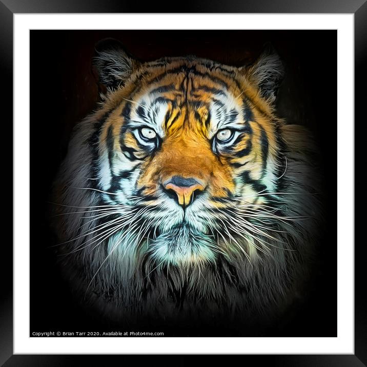 Tiger Portrait  Framed Mounted Print by Brian Tarr