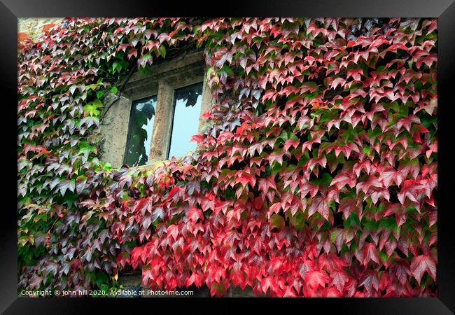 Autumn Ivy. Framed Print by john hill