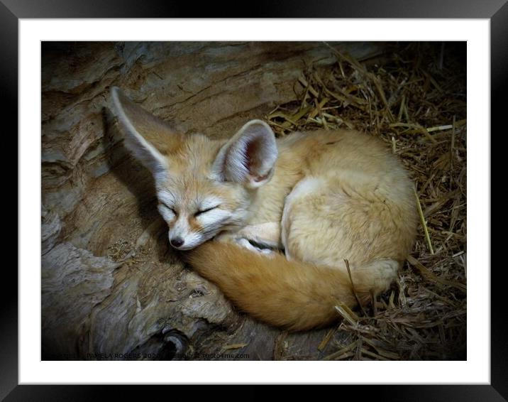 A fennec fox lying in the grass Framed Mounted Print by PAMELA ROGERS