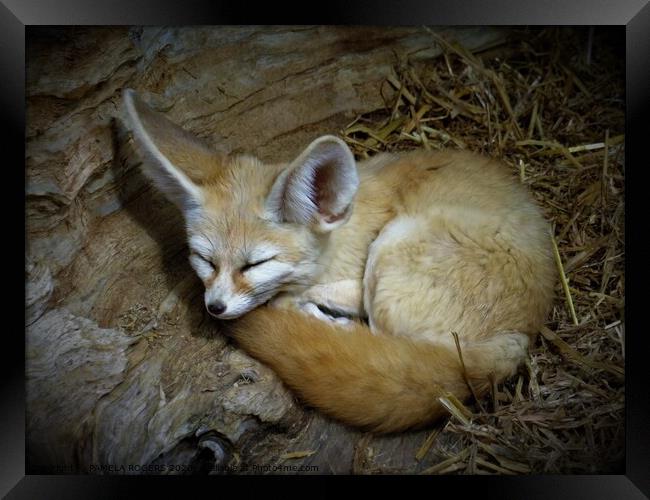 A fennec fox lying in the grass Framed Print by PAMELA ROGERS