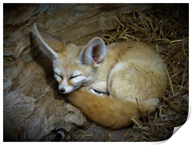 A fennec fox lying in the grass Print by PAMELA ROGERS