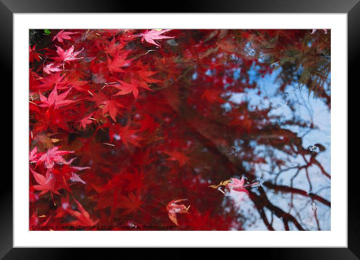 Acer Leaves in a Pond  Framed Mounted Print by Alison Chambers