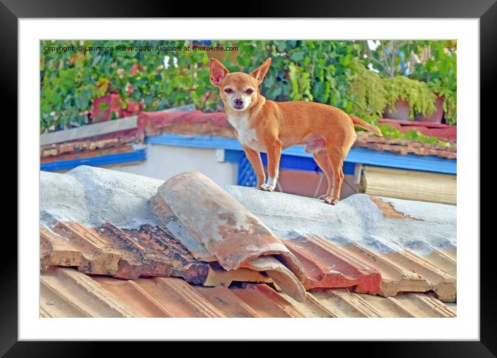 Dog on Roof, Cuba Framed Mounted Print by Laurence Tobin
