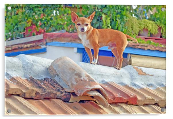 Dog on Roof, Cuba Acrylic by Laurence Tobin