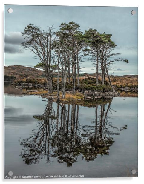Loch Assynt Island Trees Acrylic by Stephen Bailey