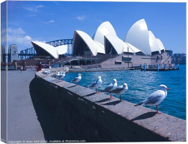 Seagulls & Sydney Opera House Canvas Print by Ross Aird