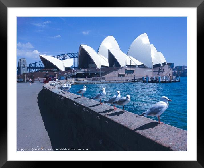 Seagulls & Sydney Opera House Framed Mounted Print by Ross Aird