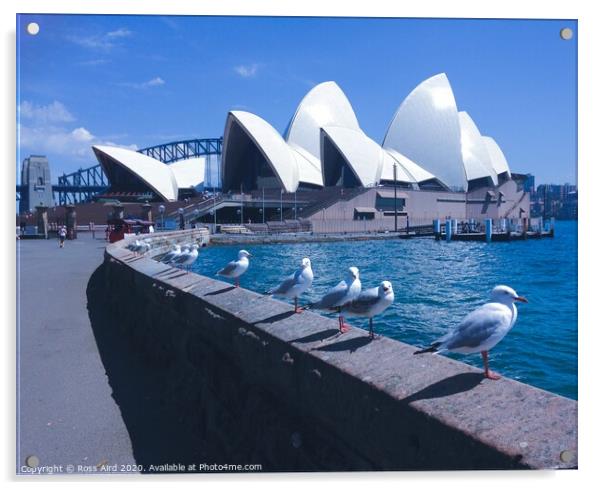 Seagulls & Sydney Opera House Acrylic by Ross Aird
