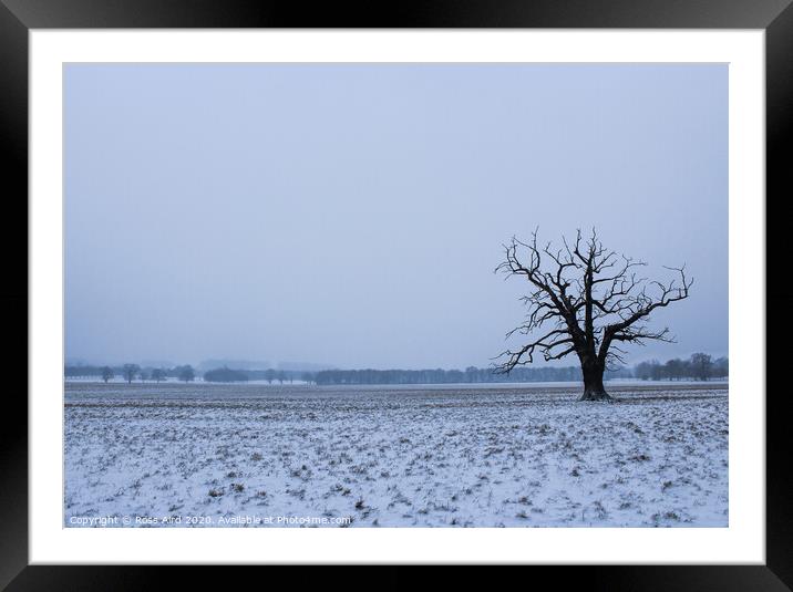 Winter in Windsor Great Park Framed Mounted Print by Ross Aird