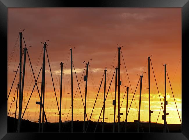 Sunset Silhouetting Masts of Yachts Framed Print by Tim O'Brien