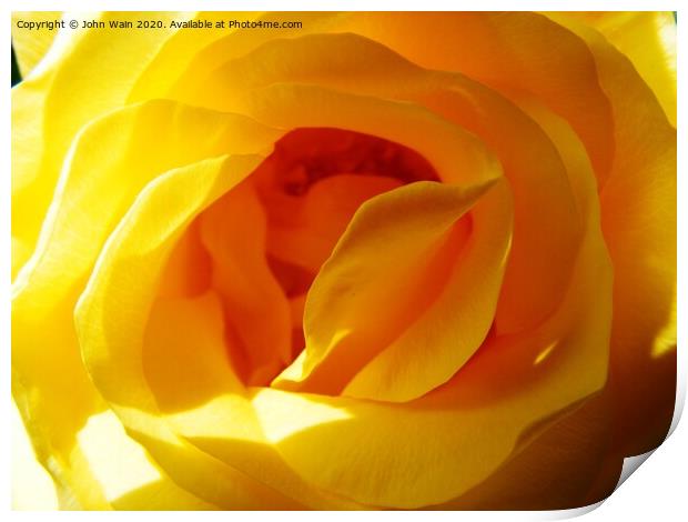 Yellow Rose Print by John Wain