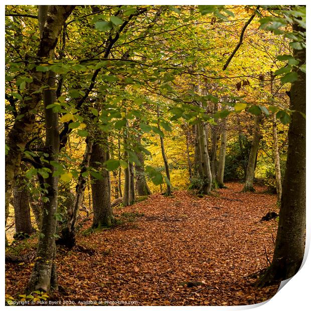"Golden Transformation: A Serene Autumn Woodland" Print by Mike Byers