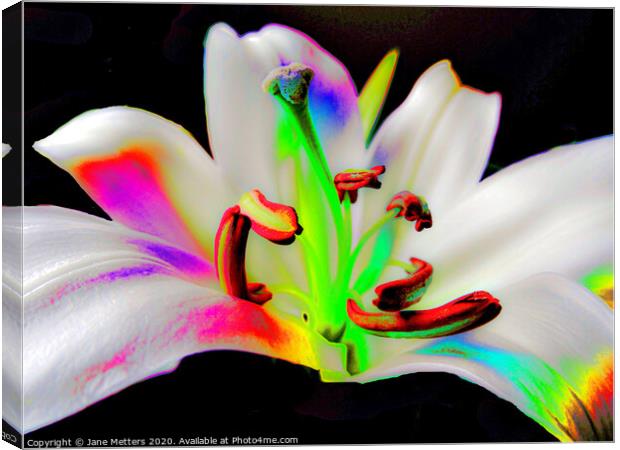 Lilly Canvas Print by Jane Metters