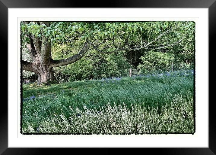 Green with a dash of Blue Framed Mounted Print by peter tachauer