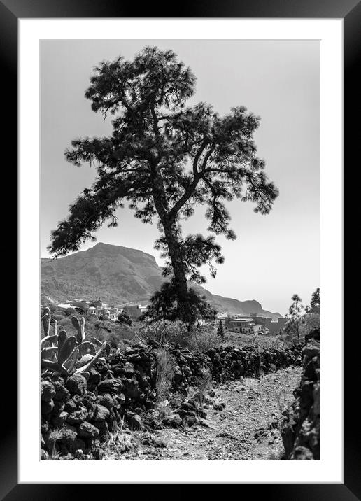 Canarian pine on a mountain track Framed Mounted Print by Phil Crean