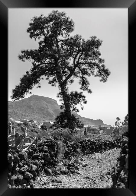 Canarian pine on a mountain track Framed Print by Phil Crean