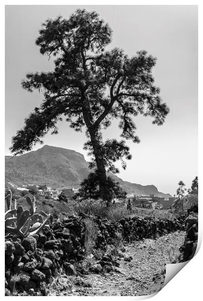 Canarian pine on a mountain track Print by Phil Crean