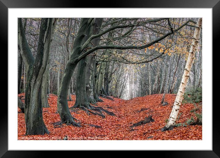 Autumn Woods Kelsall Hill, Delamere Forrest Framed Mounted Print by Rebecca Lammas