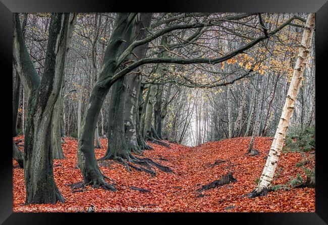 Autumn Woods Kelsall Hill, Delamere Forrest Framed Print by Rebecca Lammas