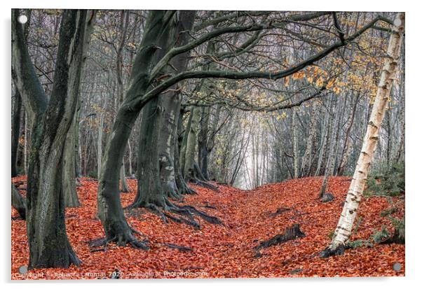 Autumn Woods Kelsall Hill, Delamere Forrest Acrylic by Rebecca Lammas
