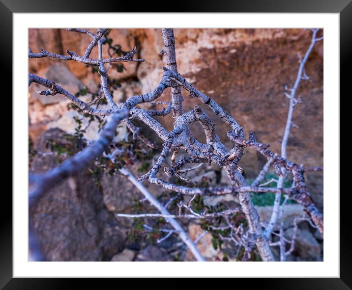 Thorny  Framed Mounted Print by Phil Crean