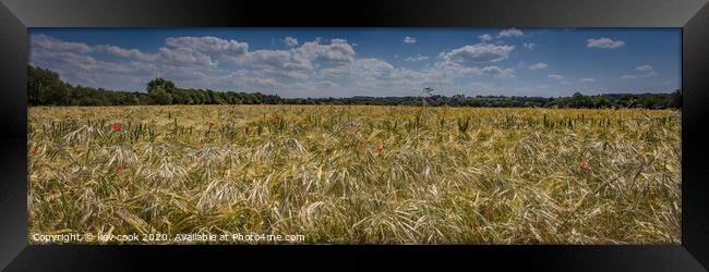 Poppies in Wheat-Pano Framed Print by kevin cook