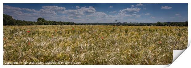 Poppies in Wheat-Pano Print by kevin cook