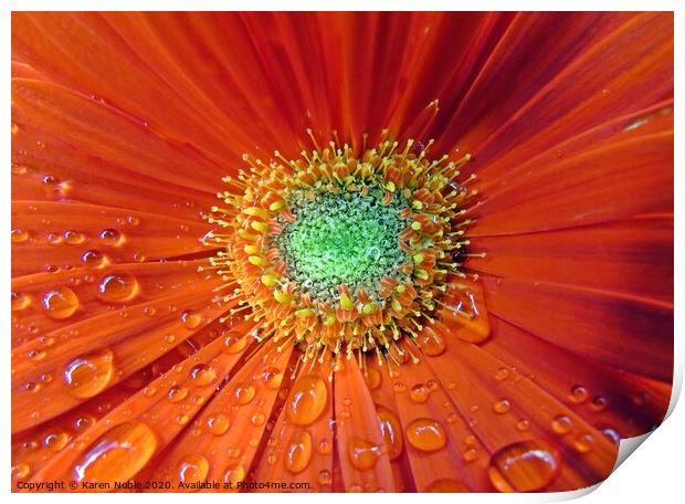 Raindrops on a red flower macro shot  Print by Karen Noble